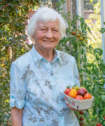 Die erstenreifen Tomaten im Sortiment dienen allein der Saatgutgewinnung.
