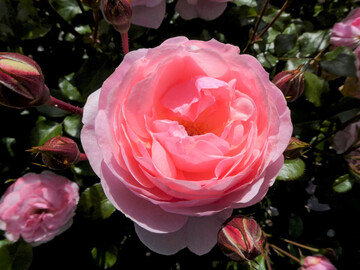 Die Floribundarose Darling aus dem Zchterhaus Noack wurde zur Goldenen Rose Baden-Baden 2024 gekrt.