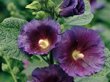 Alcea rosea Purple Rain 