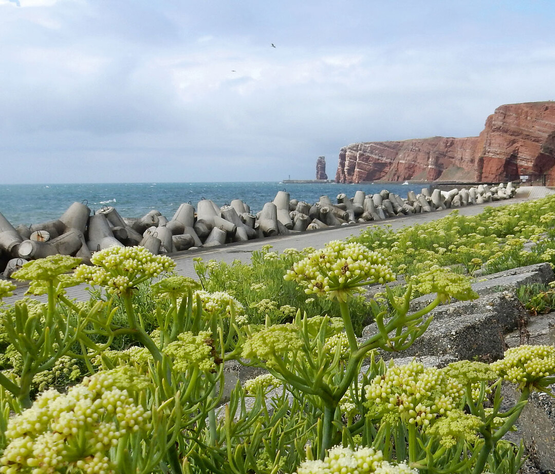 Der aromatisch duftende Meerfenchel hat auf Helgoland sein bislang einziges Vorkommen in Deutschland.