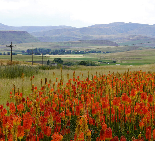 Kniphofia linearifolia