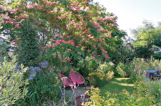 Highlight im Gartenjahr: die Albizia-Blte am Naturteich mit bltenreichen Staudenbeeeten
