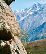 Artemisia umbelliformis