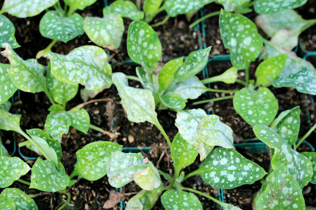 Mit Echtem Mehltau befallener Pulmonaria-Bestand