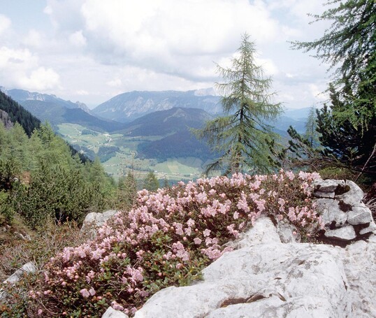 Rhodothamnus chamaecistus auf dem Hochkalter