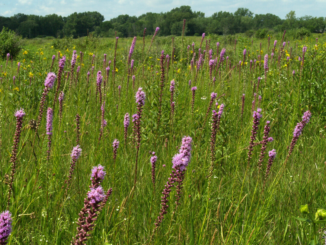 Wechselfeuchte Chiwaukee-Prärie in Wisconsin mit Prachtscharte (
<i>Liatris spicata</i>
)