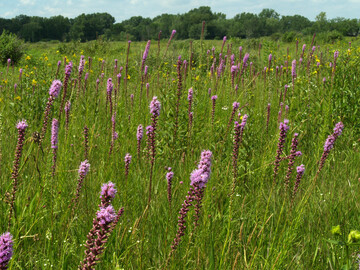 Wechselfeuchte Chiwaukee-Prrie in Wisconsin mit Prachtscharte (
<i>Liatris spicata</i>
)