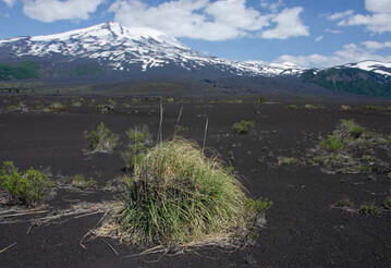 Cortaderia araucana auf einem ausgedehnten Lavafeld im Nationalpark Conguillio. 