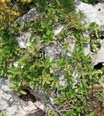 Rhamnus pumila, Zwerg-Kreuzdorn: Habitus