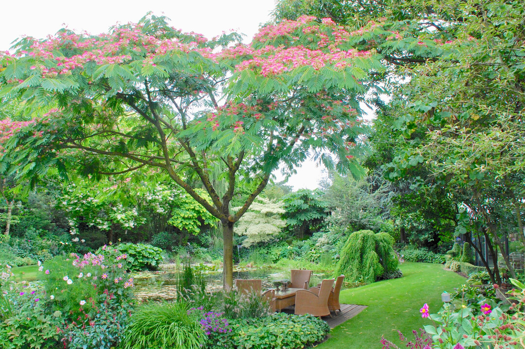 Albizia julibrissin im Brookergarden