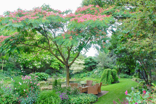 Albizia julibrissin im Brookergarden