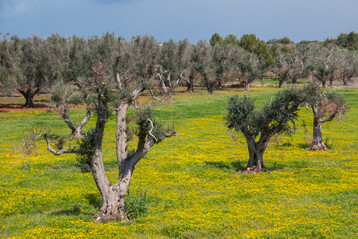 Befall von Olivenbumen (Olea europaea) in Salento mit Xylella fastidiosa (Feuerbakterium)