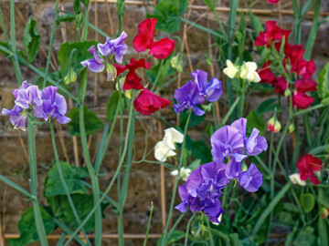 Von der Duftenden Platterbse (Lathyrus odoratus) gibt es viele bunte Sorten. Sie eignen sich gut zur Begrnung von Maschendrahtzunen. Typisch sind der geflgelte Stngel und bei vielen Sorten ein wunderbarer Bltenduft.
