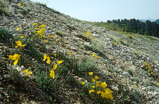 Papaver rhaeticum auf einer Kalkschutthalde am Latemar