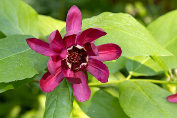 Gewrzstrauch "Aphrodite"