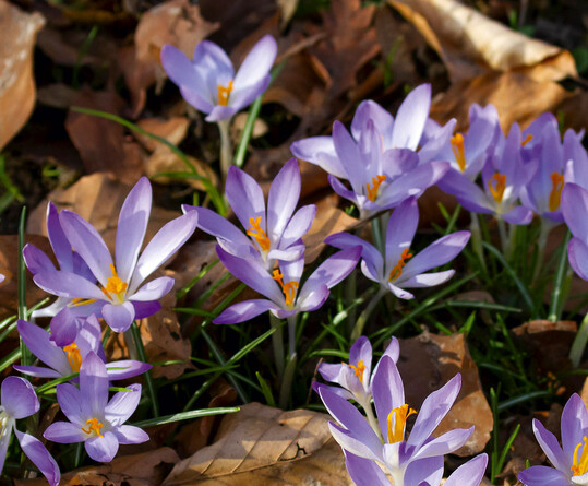 Crocus tommasinianus im Rasen