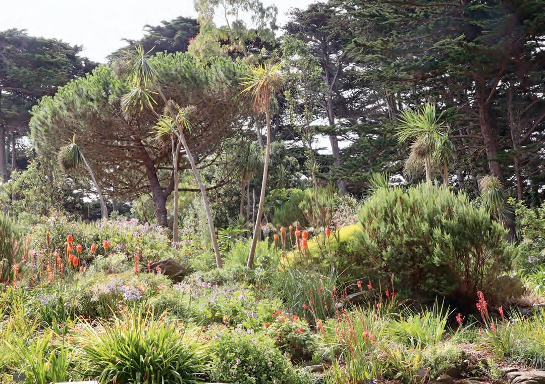 Diesen Gartenbereich im Jardin Delaselle prägen die Blütenfackeln der Kniphofien und die blauen Blüten von Agapanthus unter hohen Koniferen und hochstämmigen Cordyline.