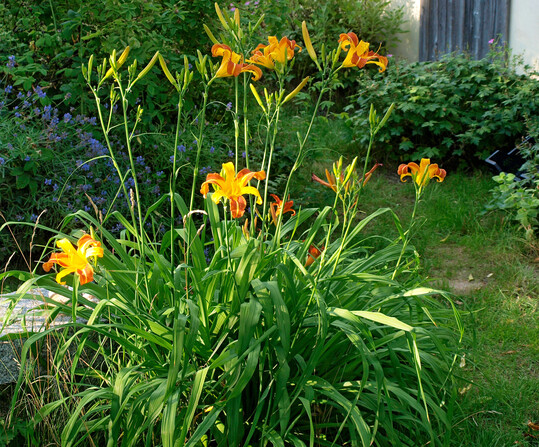 Hemerocallis Jean