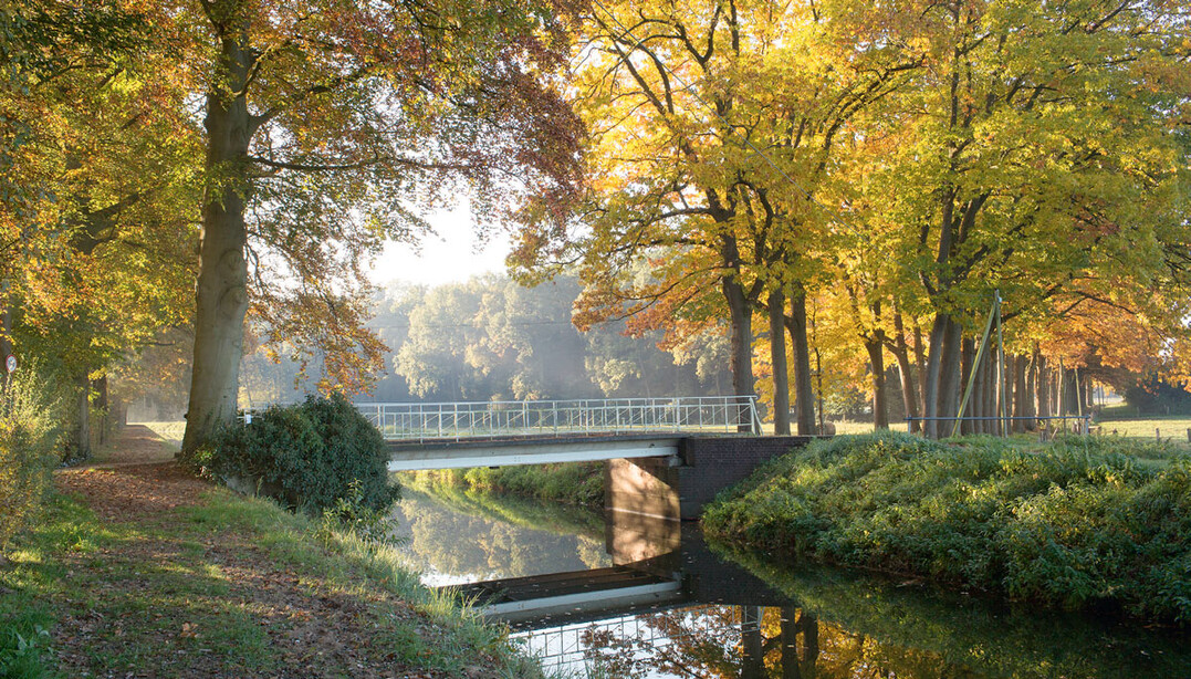 Eine Zufahrtsbrücke führt über die Issel in das Arboretum. Der Weg führt durch eine etwa 100-jährige Rot-Eichen-Allee (Quercus rubra).