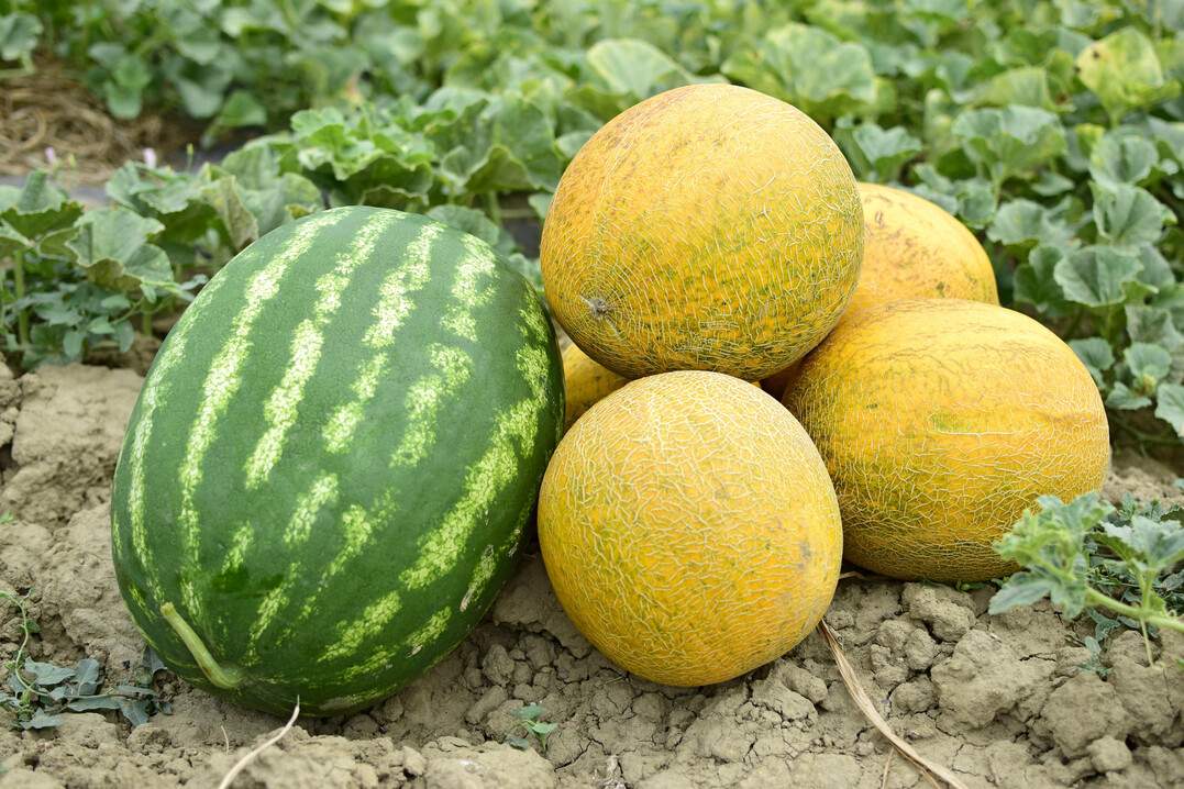 Melonen bentigen vor allem Wrme, dann bilden sich reife Frchte auch im Garten. Zwei Gattungen werden unterschieden: die Wassermelonen (links) und die Zuckermelonen, die in viele Untergruppen aufgeteilt sind. 