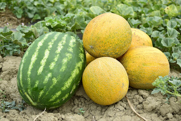 Melonen bentigen vor allem Wrme, dann bilden sich reife Frchte auch im Garten. Zwei Gattungen werden unterschieden: die Wassermelonen (links) und die Zuckermelonen, die in viele Untergruppen aufgeteilt sind. 