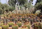 Die Kakteen im Garten Cactus Thiemann sind viele Jahre alt: hier Echinocactusgrusonii, der Schwiegermuttersitz (vorne), Ritterocereus (hinten)