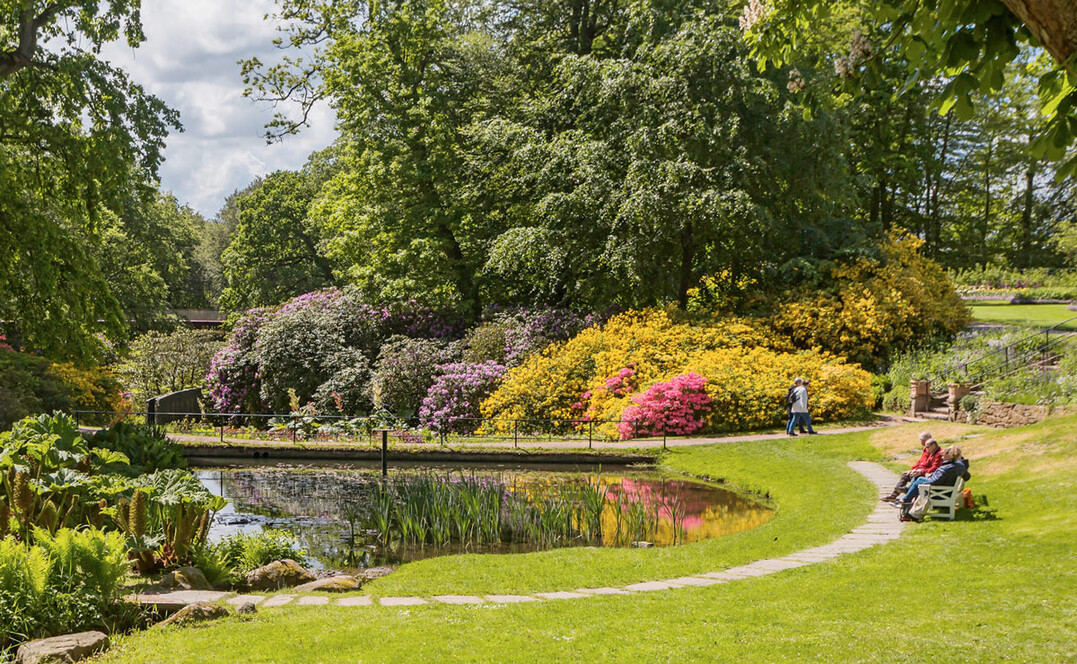 Rhododendronsammlung am Ufer des großen formalen Schlossteiches