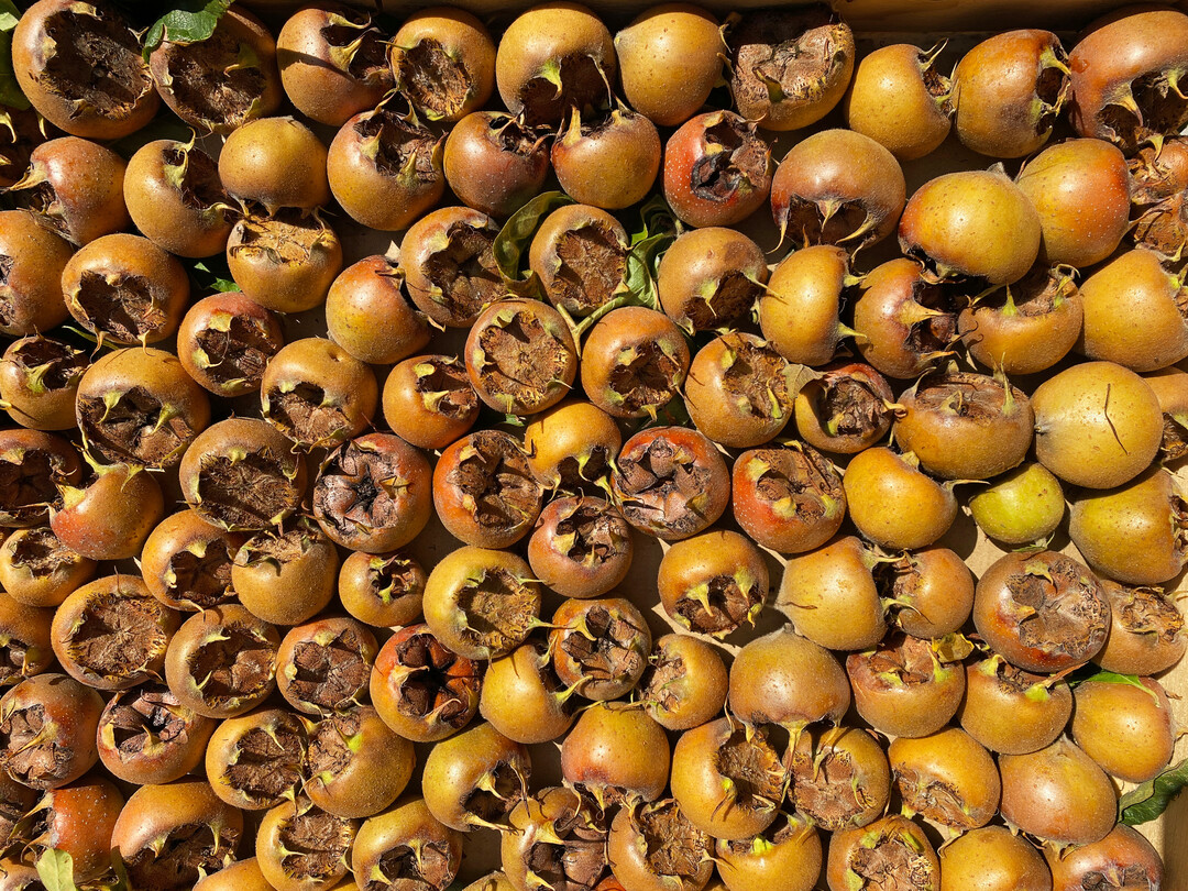 Markantes Fruchtmerkmal der Mispel sind die kronenf�rmig angeordneten Kelchzipfel