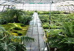 Blick in das Kalthaus von Farnwerk in Härkingen mit zahlreichen Farnspezialitäten.