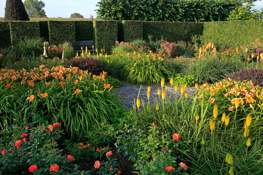 Weg durch den Garten mit Staudenbeeten in Gelb und Orange, in denen vorne Beetrose Fellowship, 
<i>Kniphofia</i>
 Moonstone und 
<i>Hemerocallis</i>
 Bold Tiger und Mauna Loa wachsen. Den Rahmen bilden mchtige Buchenhecken mit Sitz-Nischen.