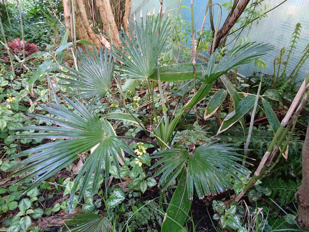 Trachycarpus wagnerianus
