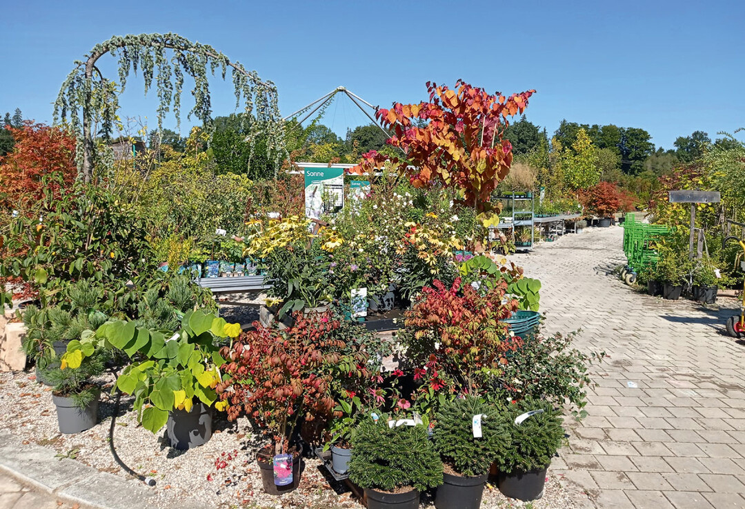 Im Zaubergarten können sich die Kunden selbstständig oder unter fachlicher Unterstützung des Gärtnerei-Teams ihre gewünschten Gartenpflanzen aus dem reichhaltigen Sortiment an Ziergehölzen auswählen, das auch viele Hänge- und Formgehölze bereithält.