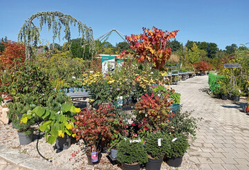 Im Zaubergarten knnen sich die Kunden selbststndig oder unter fachlicher Untersttzung des Grtnerei-Teams ihre gewnschten Gartenpflanzen aus dem reichhaltigen Sortiment an Ziergehlzen auswhlen, das auch viele Hnge- und Formgehlze bereithlt.