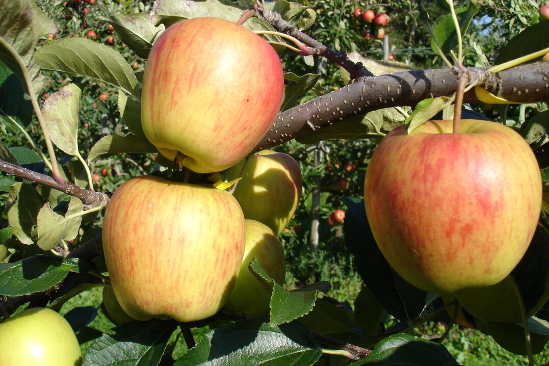Der beginnende Farbumschlag der Apfelsorte ‘Delbarestivale’ von grün zu gelb ist ein Zeichen der Erntereife.