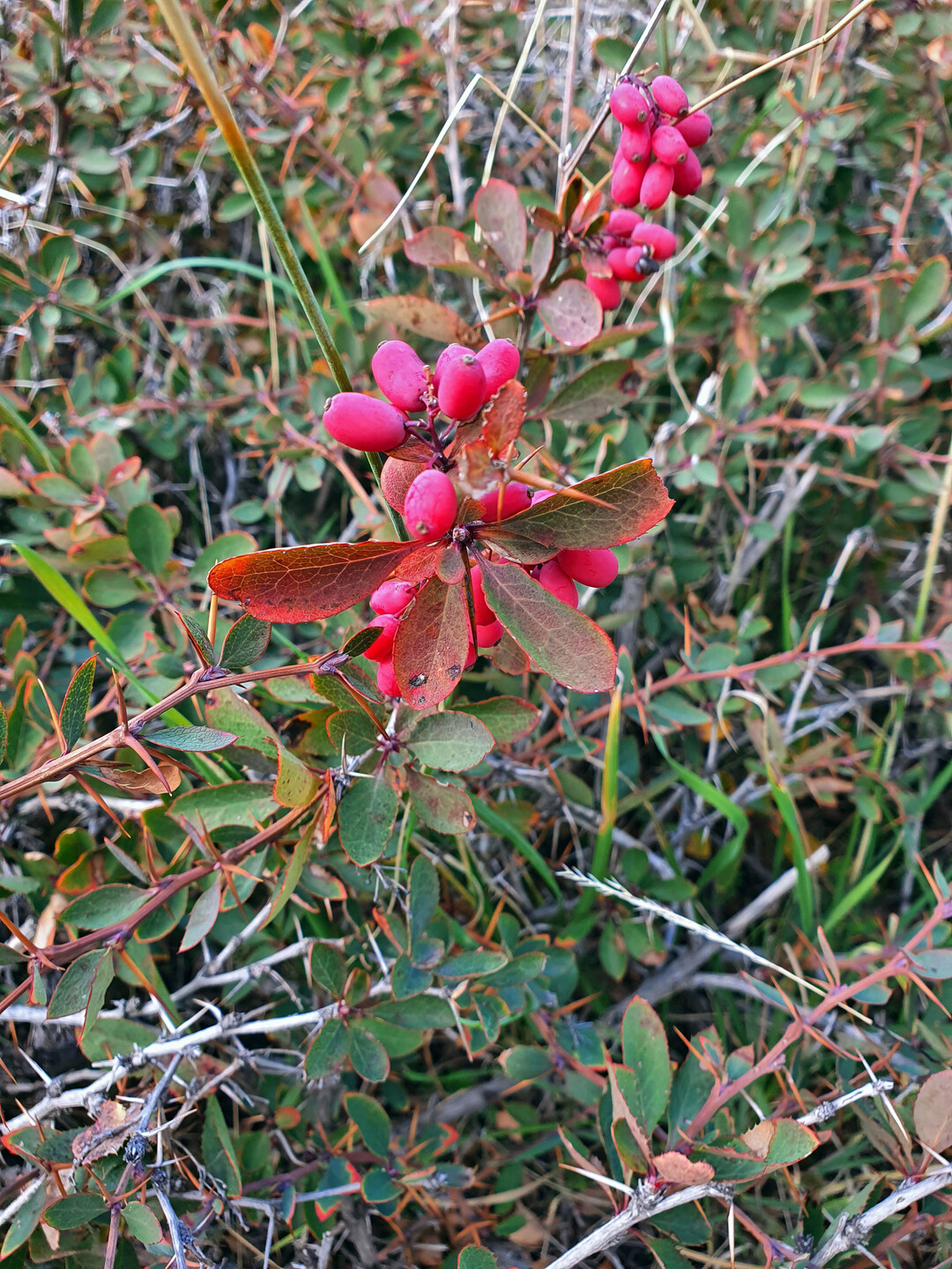 Früchte der Berberitze auf dem Ätna auf Sizilien, Italien