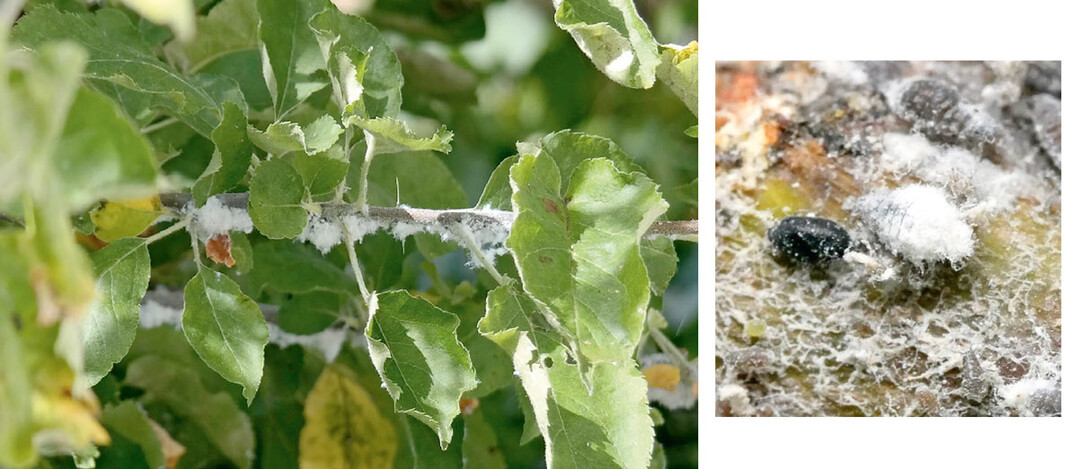 links: Blutlauskolonie an Apfel rechts: Nach Parasitierung durch den Nützling, die Blutlauszehrwespe
