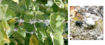 links: Blutlauskolonie an Apfel rechts: Nach Parasitierung durch den Ntzling, die Blutlauszehrwespe