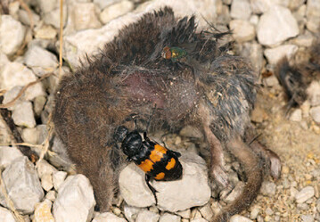 Schwarzhrniger Totengrber an dem Tierkadaver einer Spitzmaus mit einer Schmeifliege, deren Larven sich auch von Aas ernhren. 