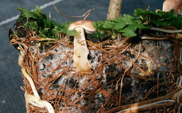 Pilzwachstum im Topf bindet Stickstoff