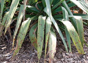 Blattflecken auf Freiland-Yucca, verursacht durch den Pilz Coniothyrium concentricum 
