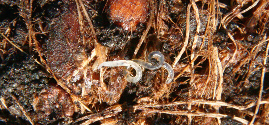 Enchytren