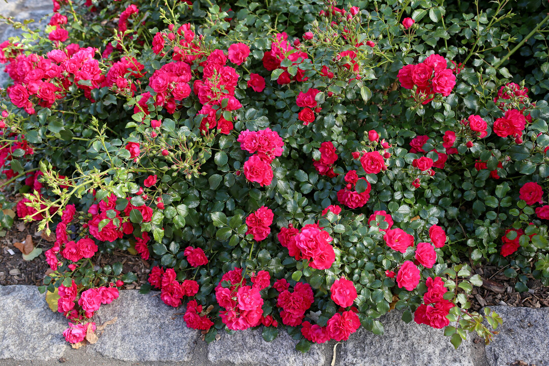 Die Kleinstrauchrose ‘Gärtnerfreude’ von Kordes Rosen wird in beiden Formen vermehrt – als Veredlung ebenso wie aus Stecklingen.