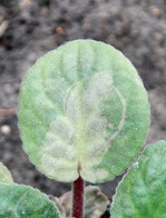Kaltes Wasser kann Usambaraveilchen schädigen.