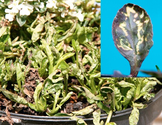 Luzerne-Mosaik-Virus, mit typischer gelber Zeichnung am Ajuga-Blatt  Das Virus wird oft durch Blattluse als Vektoren bertragen.