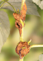 Die Gallen der Himbeergallmücke (Lasiopterarubi) erreichen meist eine Länge von 2 bis 3 cm und verholzen bis zum Sommer.