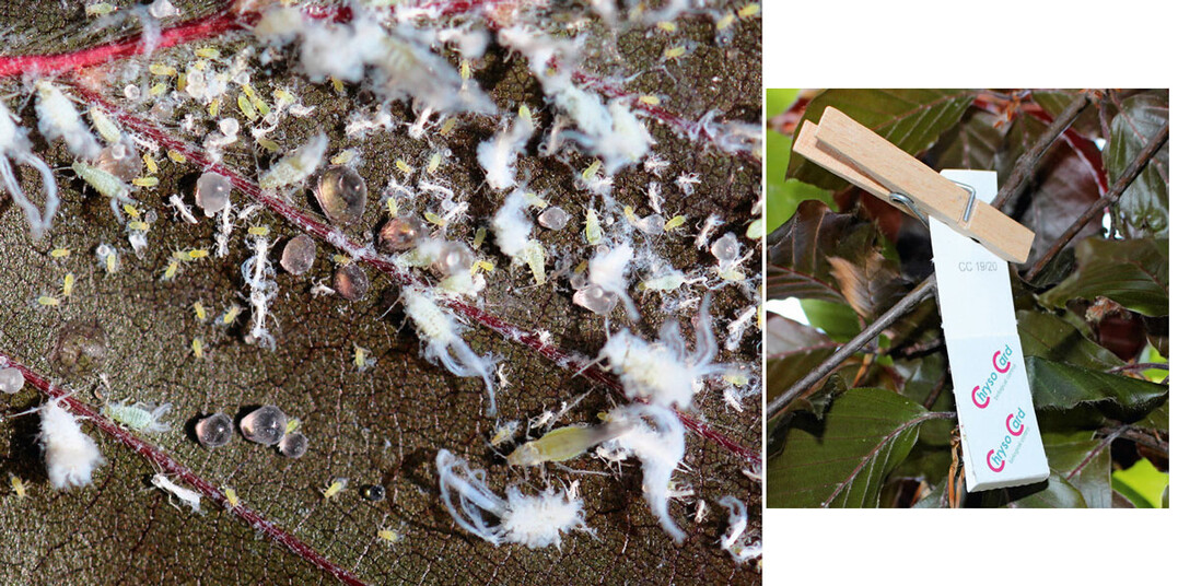 Die mit Wachswollfäden bedeckten Buchenblattläuse scheiden viel Honigtau aus. rechts: Als Gegenmaßnahme eignen sich Florfliegen, einfach mit Nützlingshängern auszubringen.