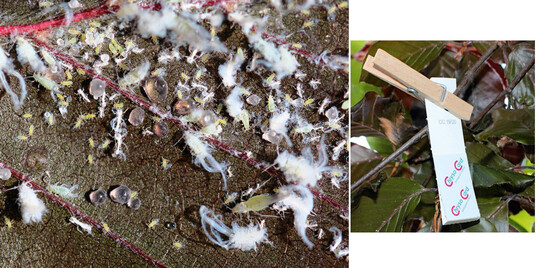 Die mit Wachswollfden bedeckten Buchenblattluse scheiden viel Honigtau aus. rechts: Als Gegenmanahme eignen sich Florfliegen, einfach mit Ntzlingshngern auszubringen.