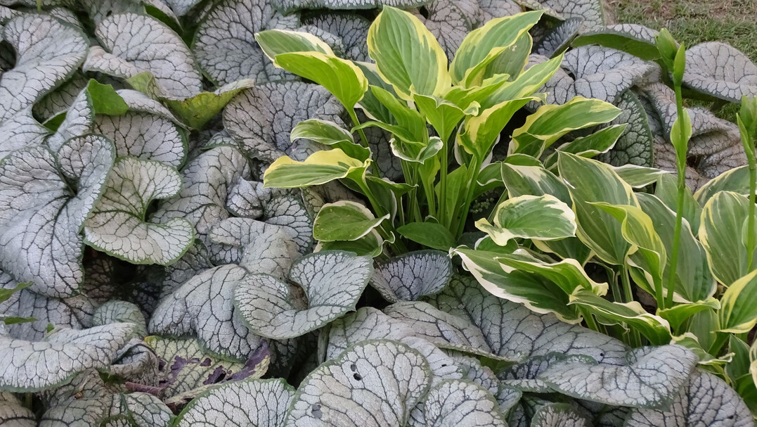 Brunnera macrophylla Silver Heart und Funkie (Hosta)