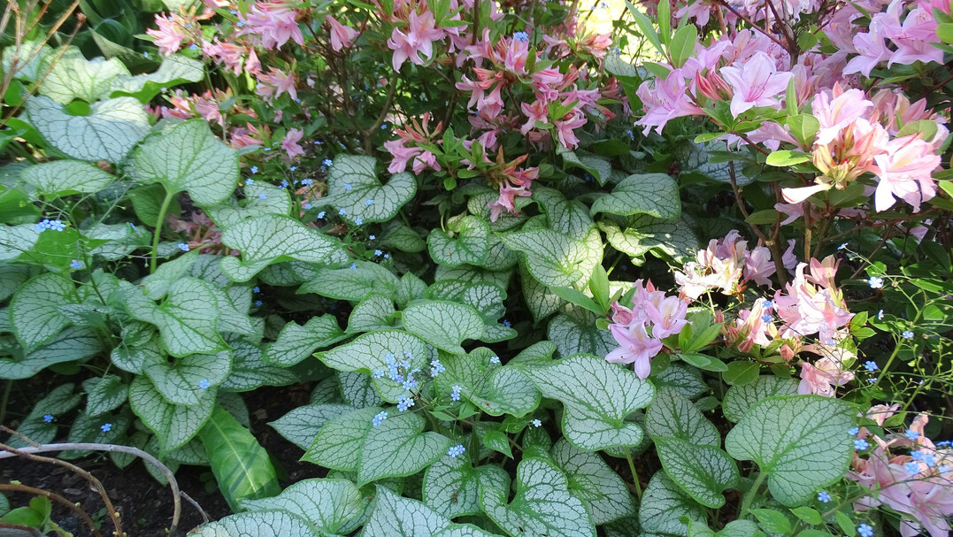 Kaukasusvergissmeinnicht (Brunnera macrophylla) an schattigen und halbschattigen Standorten ist gut als Unterpflanzung geeignet. Ein leicht saurer Boden, den Azaleen bentigen, ist fr die Blattschmuckstaude zwar kein Muss, hindert sie aber auch nicht am guten Gedeihen.