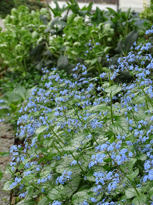 Blaue Bltenstnde im Frhsommer, Blattschmuck bis in den Herbst